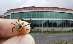 Tomarza’da kene istilası: Başkan Koç sessizliğini koruyor!