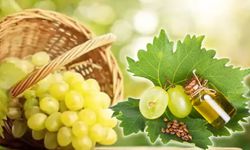 Üzüm Çekirdeği Yağının Sağlığa Katkıları ve Kullanım Önerileri