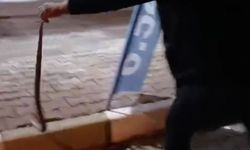 Görenler gözlerine inanamadı! 1,5 metrelik yılanı eli ile yakaladı