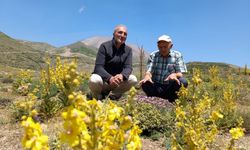 Erciyes, bu yönü ile Avrupa'yı solladı! Endemik türler dikkat çekti