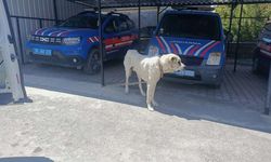 Kayseri’de köpeği bağlayarak aracını çektirdi! Sürücüye 10 bin Tl ceza