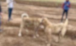 Kayseri'de köpek dövüştürenlere polis baskını: 2 Kişi yakalandı!