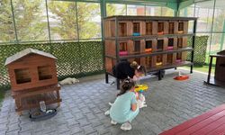 Kayseri'deki kedi kasabasında yaz tatili coşkusu!