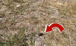 Kayseri'nin yanı başında görüldü! Bu böceği öldürmenin cezası 557 bin TL