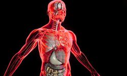 Bilim insanları yeni bir organ keşfetti! İnsan vücudu sürprizlerle doluymuş meğer…