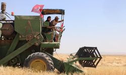 Kayseri'nin ata tohumuna başkandan destek! Tarlaya indi, hasat başladı!