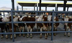 Şap hastalığı Kayseri piyasasını sarstı: Et fiyatları ve satışlar altüst oldu!