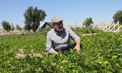 Kocasinan Belediyesi'nden yeni tarım atağı: Ata Tohumu projesi devrede!