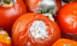 Çürümüş domatesin bu işe yaradığını duyanlar çok şaşıracak
