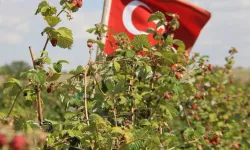 Bu meyve yetiştirenleri resmen zengin ediyor