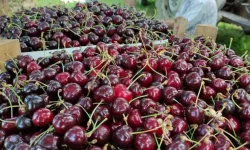 Tatmak için ekmişti: Şimdi kasa kasa satıyor