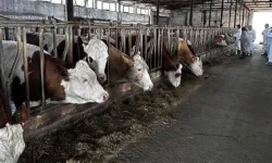 Şap hızla yayılıyor: Belirtileri neler, insanlara bulaşır mı?