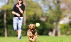 Köpeklerle Oyun Oynamak Kalp Sağlığını Destekliyor