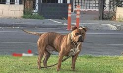 Kayseri’de Başıboş Pitbull Köpeği Barınağa Sevk Edildi