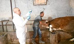 Aşılama çalışmalarıyla hayvan sağlığı güvence altında