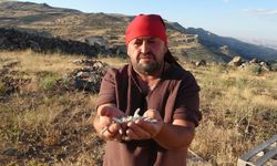 Dağda bahçede her yerde var kilosu 10 bin TL!