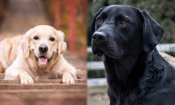 Köpeklerin koklayarak bulduğu o hastalık!