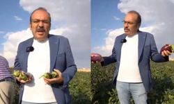 Kayseri'de Yamula patlıcanı kan ağlıyor! Hiç kazandırmıyor diyerek isyan etti!