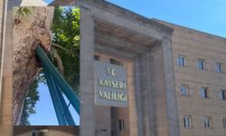 Yıkılmadı ama ayakta da değil: Kayseri Valiliği'nin önündeki ağaç direniyor!