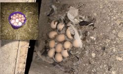Sofraların vazgeçilmezi artık cep yakacak: yumurtaya zam!