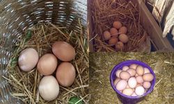 Günde kaç yumurta yemeniz gerek: Uzmanlar açıkladı