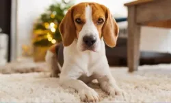 Köpek sahipleri dikkat: Çoğu bu hatayı yapıyor