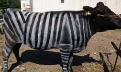 Kayseri’de çiftçilere örnek olacak yöntem: İnekler zebra gibi boyandı