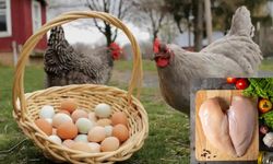 Tavuk eti arttıkça yumurtası azalıyor!