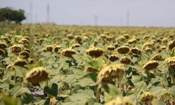 Kocasinan'da icraya düşen alan bu nedenle ucuza mahkemeden satılacak