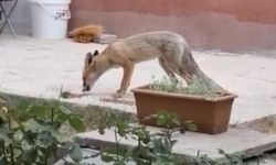 Kayseri’de sıra dışı misafir! Bahçesinde besliyor