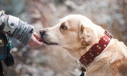 Kahramanmaraş’ta korkunç olay: 75 yaşındaki cani üç köpeği katletti!