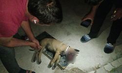 Kayseri’de 3. kattan düşen, yavru köpek yaşam mücadelesi veriyor