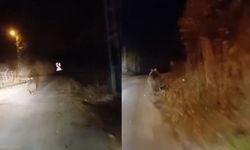 “Koca Oğlan” Dediği köpek değil ayıymış!