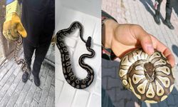 Cebinden yavru piton çıktı! Konya’da şaşırtan asayiş denetimi