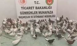 Kaçak güvercin operasyonu! Gürbulak’ta 85 “cancan” ele geçirildi
