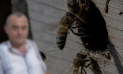 Arı sokması can aldı: Genç adam kurtarılamadı