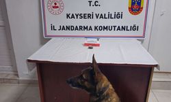 Kayseri Gesi'de arabada yapılan aramada bonzai ele geçirildi