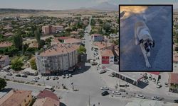 Kayseri Tomarza'da kaybolan köpeği bulana ödül verilecek!