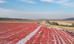 Kayseri'nin ihracat gururu: Yeşilhisar domatesleri 9 ülkeye gönderiliyor