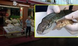 Kayserililer Dikkat! Zehirli balık 27 can aldı!