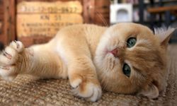 Kedi sahipleri bu belirtiye dikkat: Ciddi bir hastalık olabilir