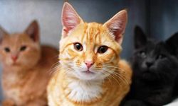 Kedi sahiplerine önemli uyarı: Bu 3 şeye dikkat etmeniz gerek