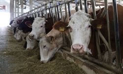 Bakanlıktan besicilere milyar liralık destek! Kimler faydalanacak?