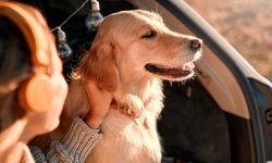 Köpek sahipleri bu kurala dikkat: Hayati önem taşıyor