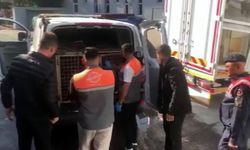 Köpek dövüşü rezaleti Kayseri’de ortaya çıktı: 13 kişi suçüstü yakalandı!