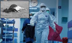 Yüzlerce kişiyi öldüren kabus geri döndü! Deli Dana vakası Türkiye'de ortaya çıktı