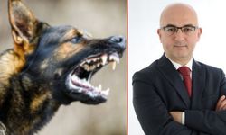 Kuduz can aldı! Kayserili siyasetçiden sokak köpeklerine isyan