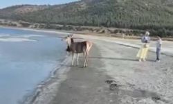 Nesli tehlike altındaki kızıl geyik, Salda Gölü’nde vatandaşlarla buluştu