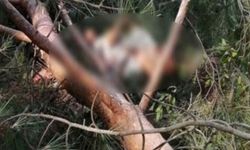 Niğde Kılan Köyü’nde korkunç olay: Ağaç 61 yaşındaki kadının üzerine devrildi!