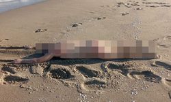 Sakarya’da sahilde çıplak erkek cesedi bulundu!